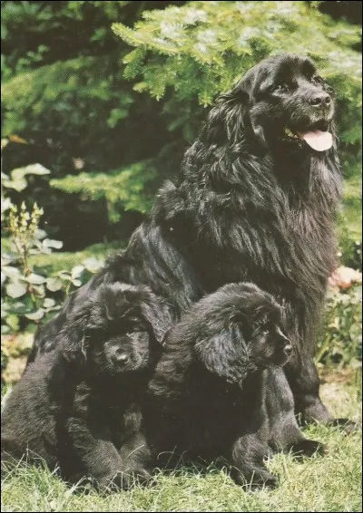 Quelle est la race de ce chien ?