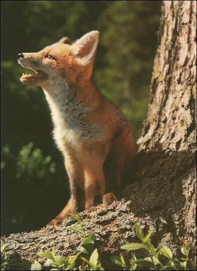 Quel est cet animal ?