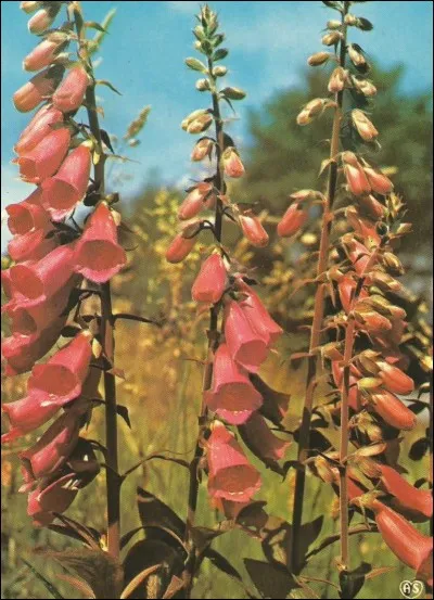 Quelle est cette fleur ?