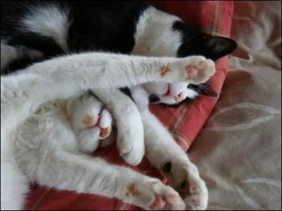 Dans quelle chanson peut-on entendre 'Je n'ai plus que toi de chemin J'ai mis mon cur entre tes mains '