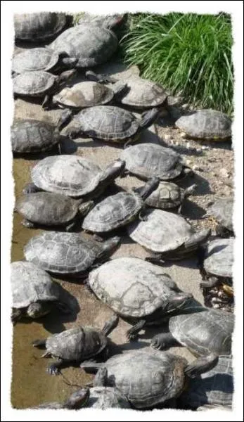 Dans quelle chanson peut-on entendre 'Je suis de ceux que l'on fait taire  Au nom des liberts dans l'air Une sorte d'amoraliste '