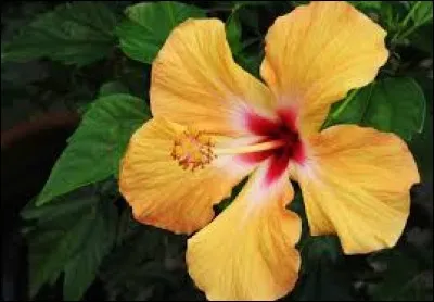 Quel est le nom de cette fleur qui est l'un des symboles d'Hawaii ?