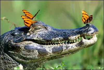 Quand on n'a que l'amour, pour unique raison ...