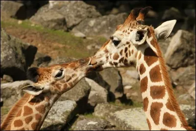 On pourrait changer d'planète. Tant que j'ai mon coeur près du tien ...