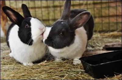 Elle chante, elle chante, la rivière insolente, ... Les cheveux blonds, les cheveux gris !