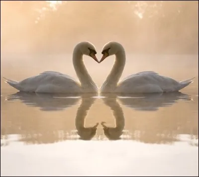 J'ai l'honneur de ne pas te demander ta main, ...