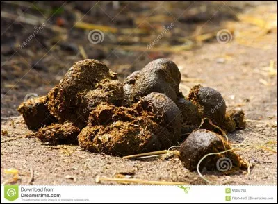 Que voit-on sur cette photo ?