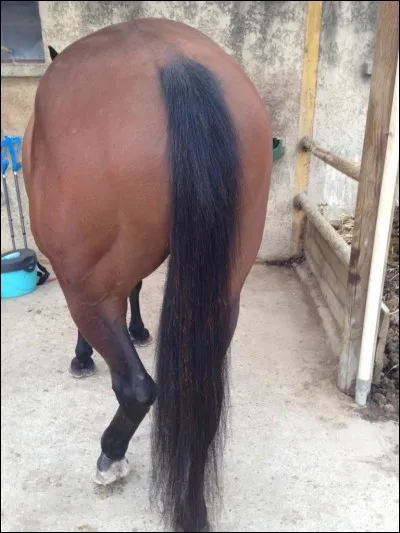 Quelle est cette partie du cheval ?