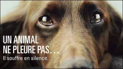 Que ressens-tu en voyant ceci ? Moi, je trouve ça triste !