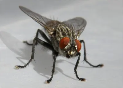 Comment s'appelle ceci en anglais ?