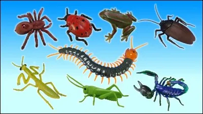 Comment s'appelle ceci en anglais ?