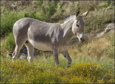 Comment s'appelle ceci en anglais ?
