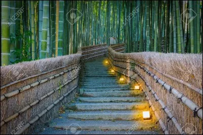 Quelle végétation forme la forêt d'Arashiyama ?