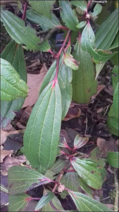 Les feuilles sont...