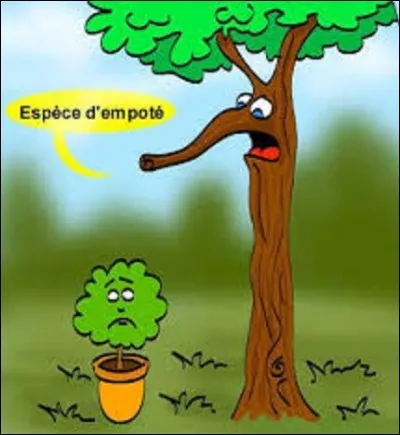 Nature : 
Parmi ces trois plantes, laquelle est une anémone ?