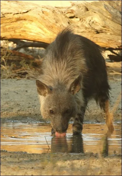 Où vit la hyène brune ?