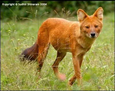 Où le dhole ?