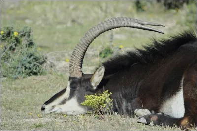 Où vit l'hippotrague noir ?