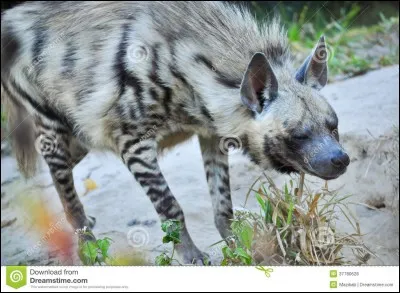 Où vit la hyène rayée ?