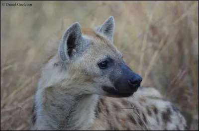 Où vit la hyène tachetée ?