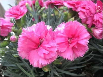 Qu'est-ce que c'est ?