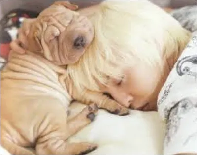 Quel est le nom de son chien ?