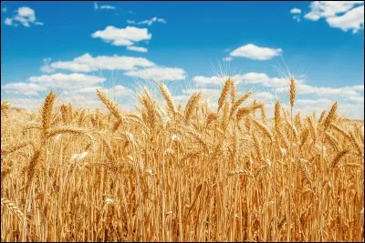 Comment s'appelle ceci en anglais ?