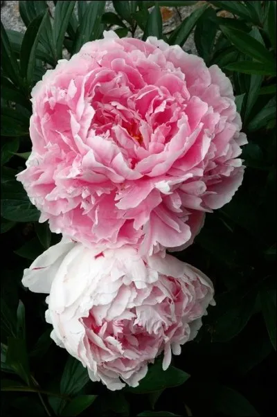 Qu'est-ce que c'est ?