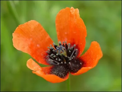 Qu'est-ce que c'est ?