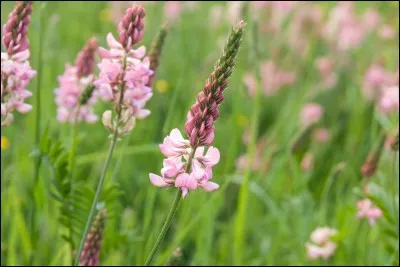 Qu'est-ce que c'est ?