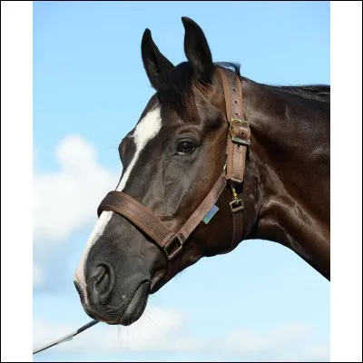 Équipement de l'animal : 
Quand on a fini l'entraînement, on met un objet sur la tête de l'animal pour l'amener au parc ou dans le box. Quel est le nom de cet objet ?