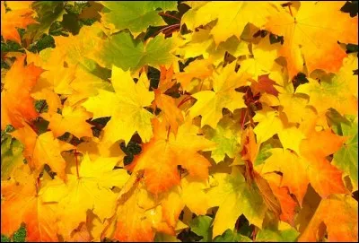 Combien a-t-elle d'abonnés en février 2018 ?