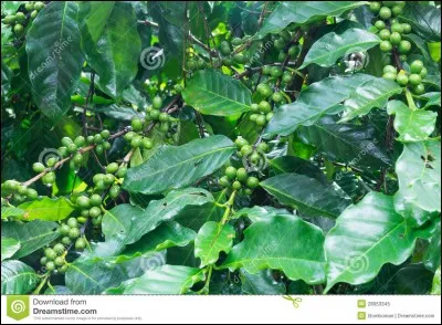 Noir je suis, et on me dit petit, c'est le matin, surtout, que je sévis !