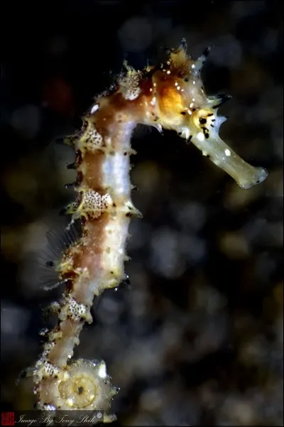 Qui porte les petits chez les hippocampes ?