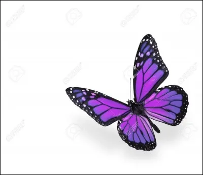 Combien de temps vit un papillon ?