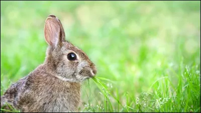 À quoi ressemblent les lièvres ?