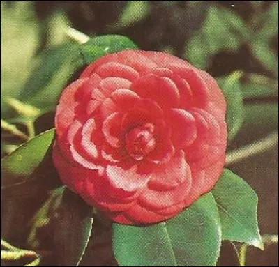 A quel écrivain vous fait penser cette fleur ?