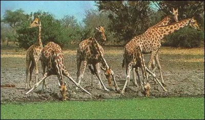 Le cou de la girafe se compose de combien de vertèbres ?