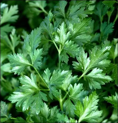 Quel est le nom de cette herbe ?