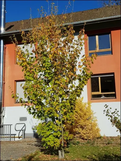 Ce végétal est un :