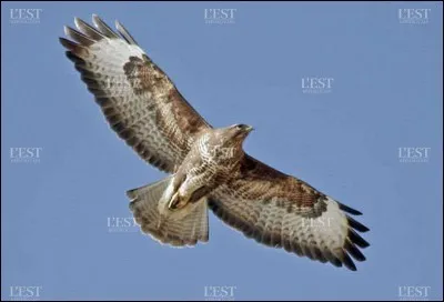 Conduit, elle peut être triple !