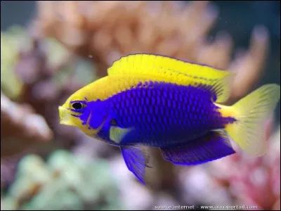 Poisson ou jeune fille en fleur !