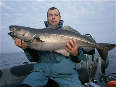 Ecailles ou endroit !