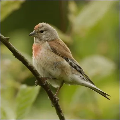 Oiseau ou tête d'écervelé(e) !