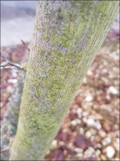 La couleur de son écorce est