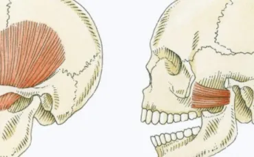 Quiz Anatomie