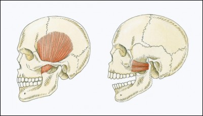 Lequel des os suivants de la tête est autrement appelé "os malaire" ?