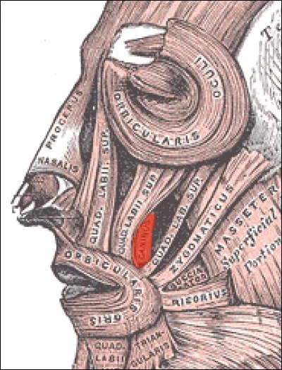 Lequel des muscles suivants de la face est encore appelé "muscle canin" ?
