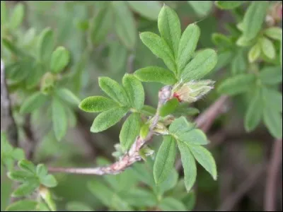 Ses feuilles sont...