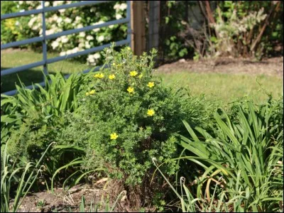 Où pouvons-nous planter ce végétal ?